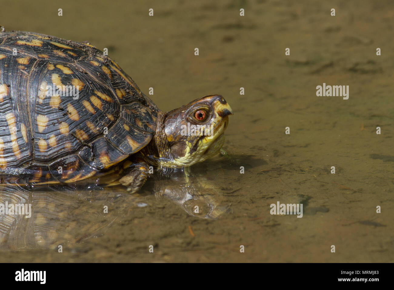 Un orientale Tartaruga scatola di raffreddamento in una pozzanghera. Foto Stock