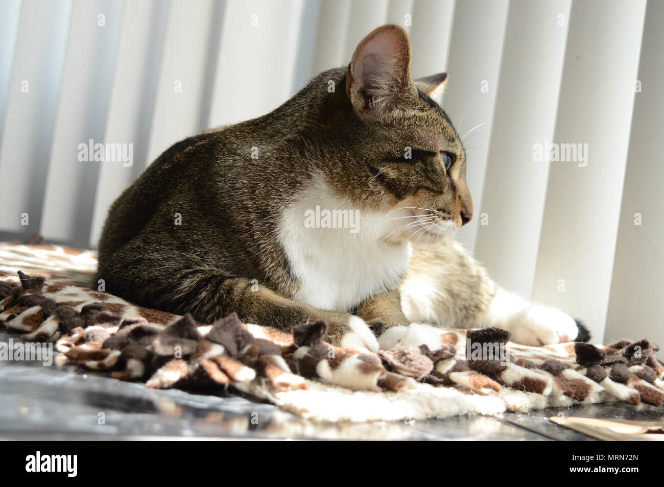Una foto di (Jojo) il gatto di casa di prendere un bagno di sole. Foto Stock