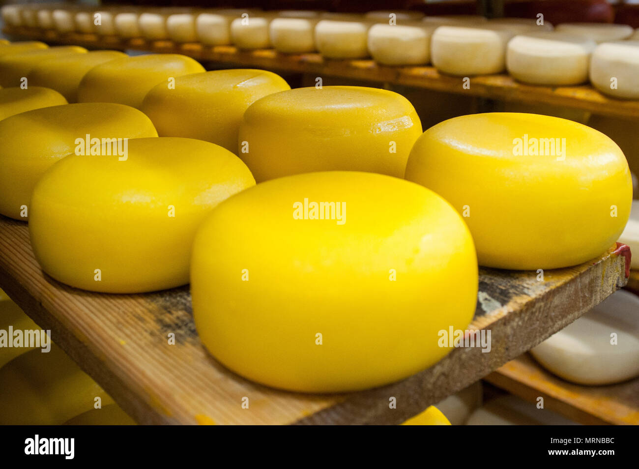 Vvillage Novonikolskoe, Michurin, Regione di Tambov, Russia. 27 Maggio, 2018. La maturazione del formaggio camera Credito: Aleksei Sukhorukov/ZUMA filo/Alamy Live News Foto Stock