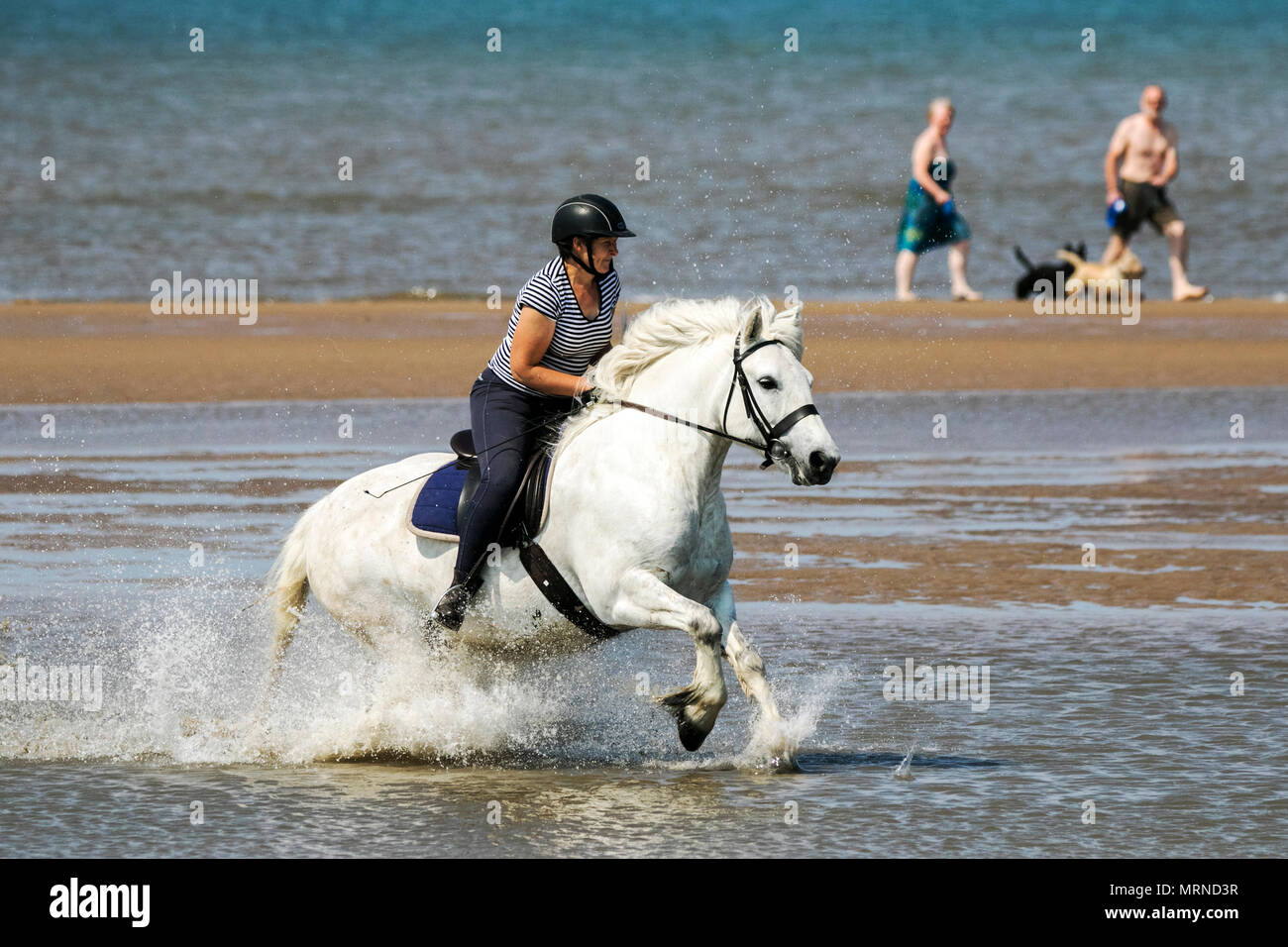 Southport, Regno Unito. 27 maggio 2018. Regno Unito Meteo. Su una bella e soleggiata bank holiday domenica pomeriggio, Mandy Fairclough da Manchester giostre i suoi dieci anni di highland pony "Lagalgarv Ben Quilean' lungo la marea sulle sabbie dorate della spiaggia di Southport nel Merseyside. Mandy è appena tornato alla costa nord ovest dopo concorrenti di fronte a Sua Altezza Reale il Principe di Galles La regina al Royal Windsor. Credito: Cernan Elias/Alamy Live News Foto Stock