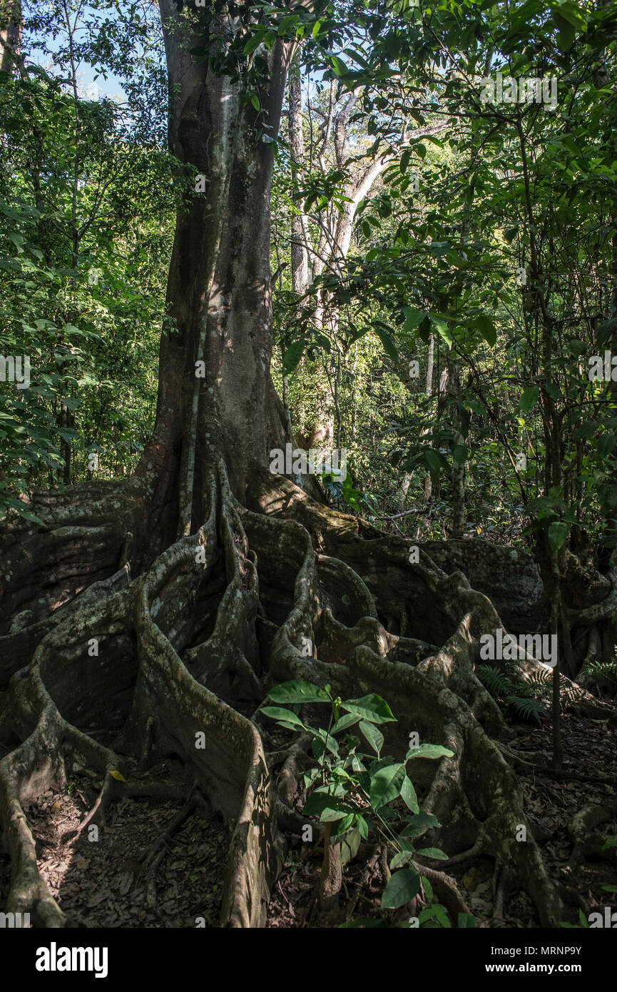 Strangler Fig, Ficus aurea, Moraceae, Parco Nazionale di Corcovado, Costa Rica, Centroamerica Foto Stock