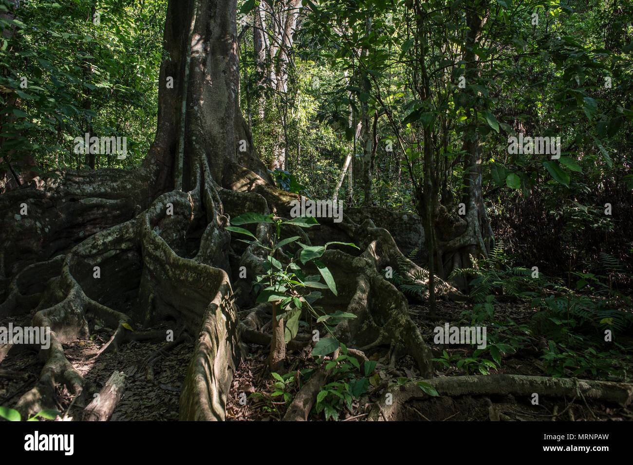 Strangler Fig, Ficus aurea, Moraceae, Parco Nazionale di Corcovado, Costa Rica, Centroamerica Foto Stock