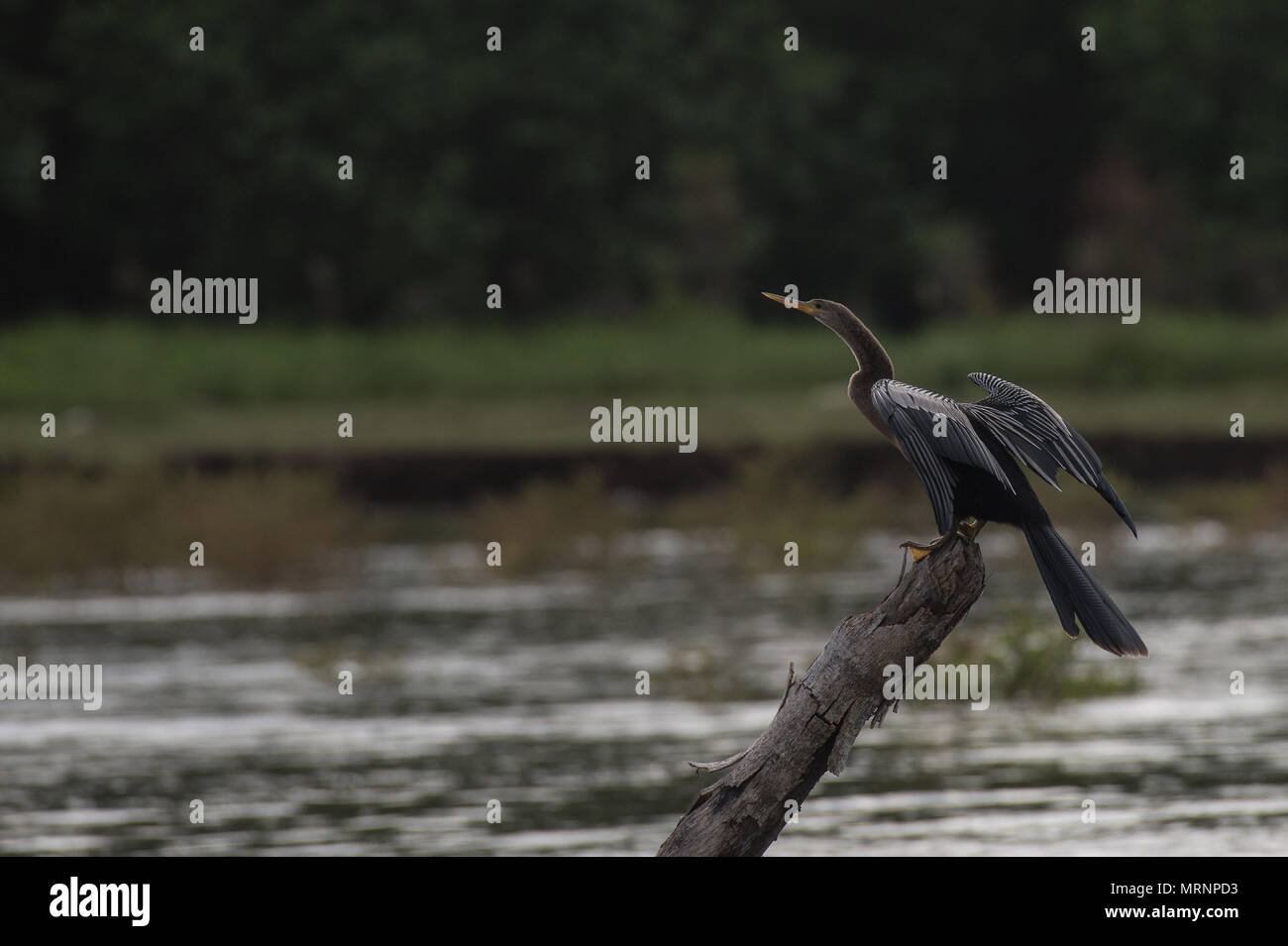 Anhinga, anhinga anhinga, Anhingidae, Rio Tarcoles, Costa Rica, Centroamerica Foto Stock
