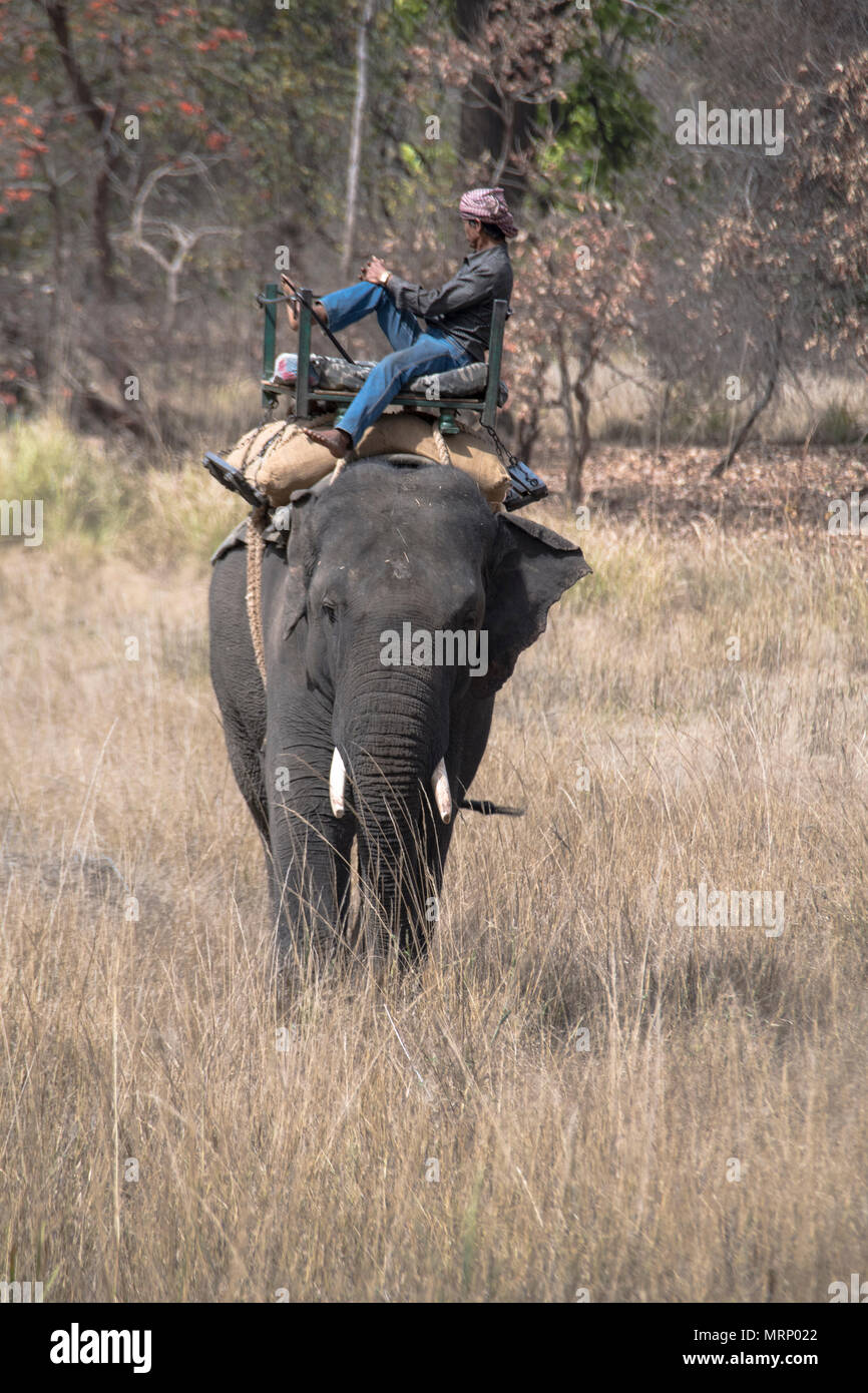 Mahout su un asiatico, o l'elefante indiano, Bandhavgarh National Park, Tala, Madhya Pradesh, India Foto Stock