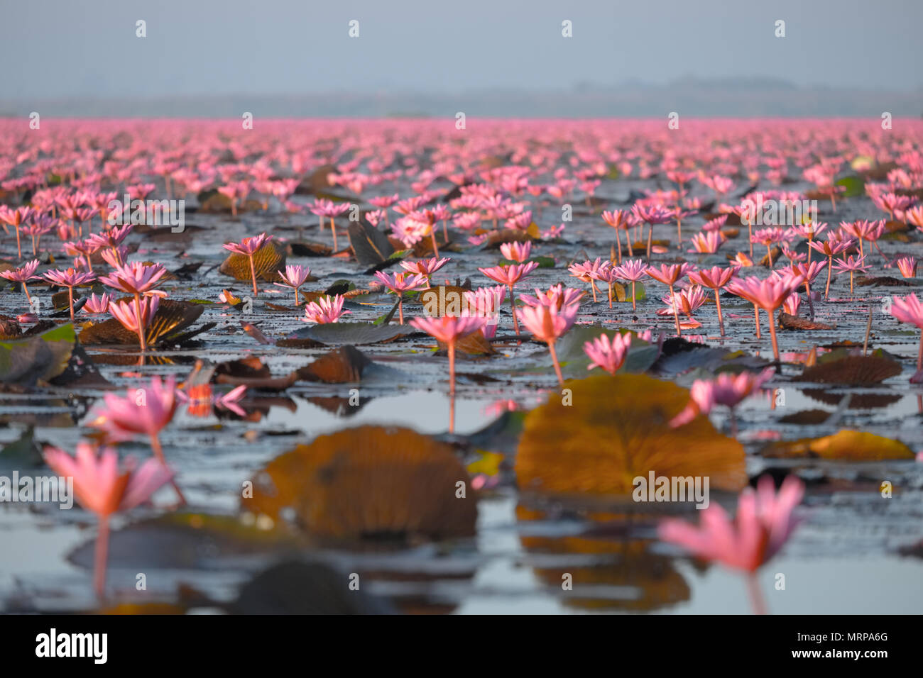 Red lotus sea è la più famosa attrazione di Udonthani, situato nella provincia nordorientale della Thailandia. Foto Stock