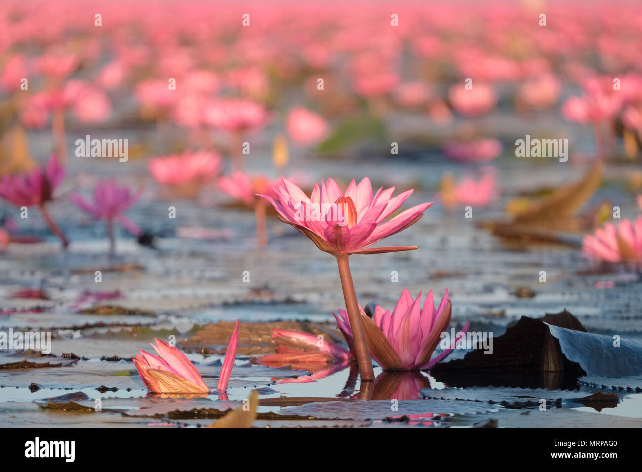 Red lotus sea è la più famosa attrazione di Udonthani, situato nella provincia nordorientale della Thailandia. Foto Stock