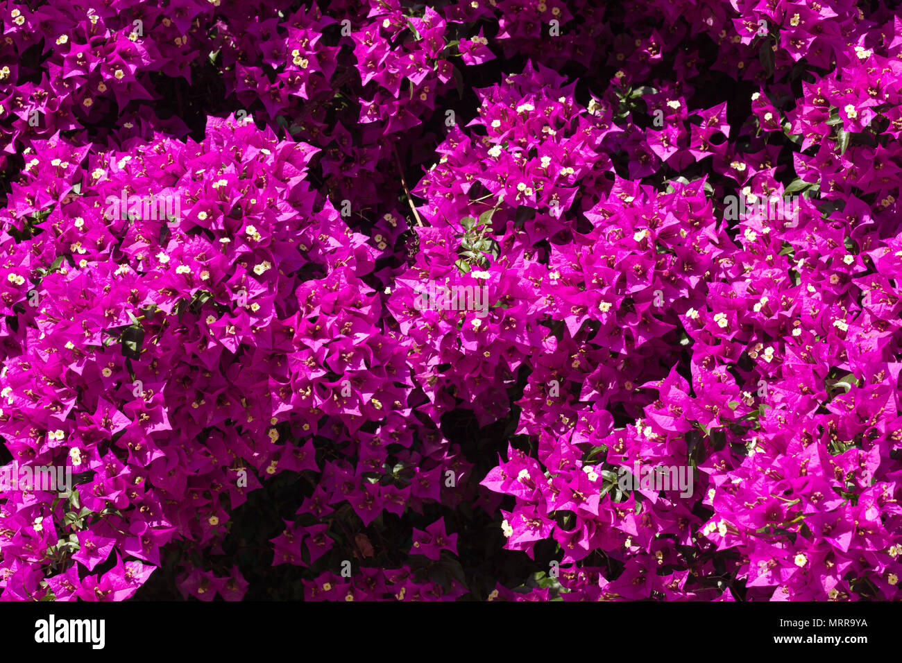 Primo piano di fiori di Bouganville Foto Stock