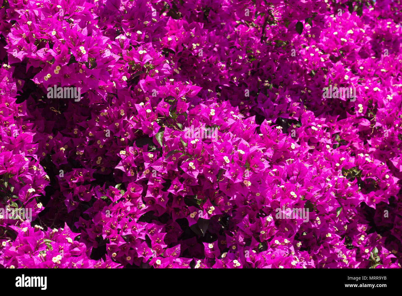 Primo piano di fiori di Bouganville Foto Stock