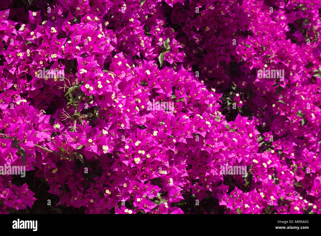 Primo piano di fiori di Bouganville Foto Stock