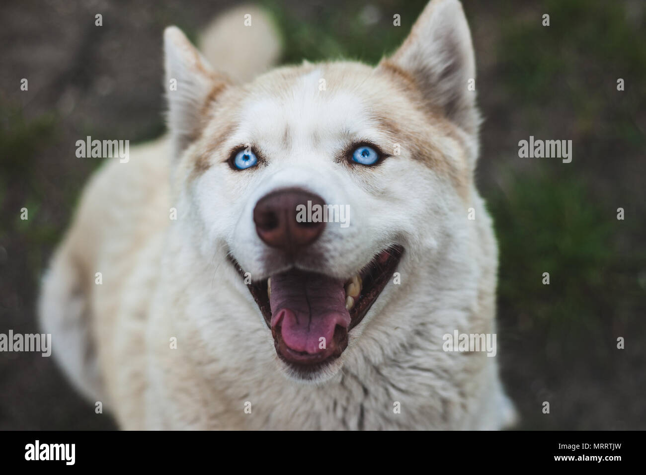 Vista ravvicinata di una testa di un marrone di cani husky Foto Stock