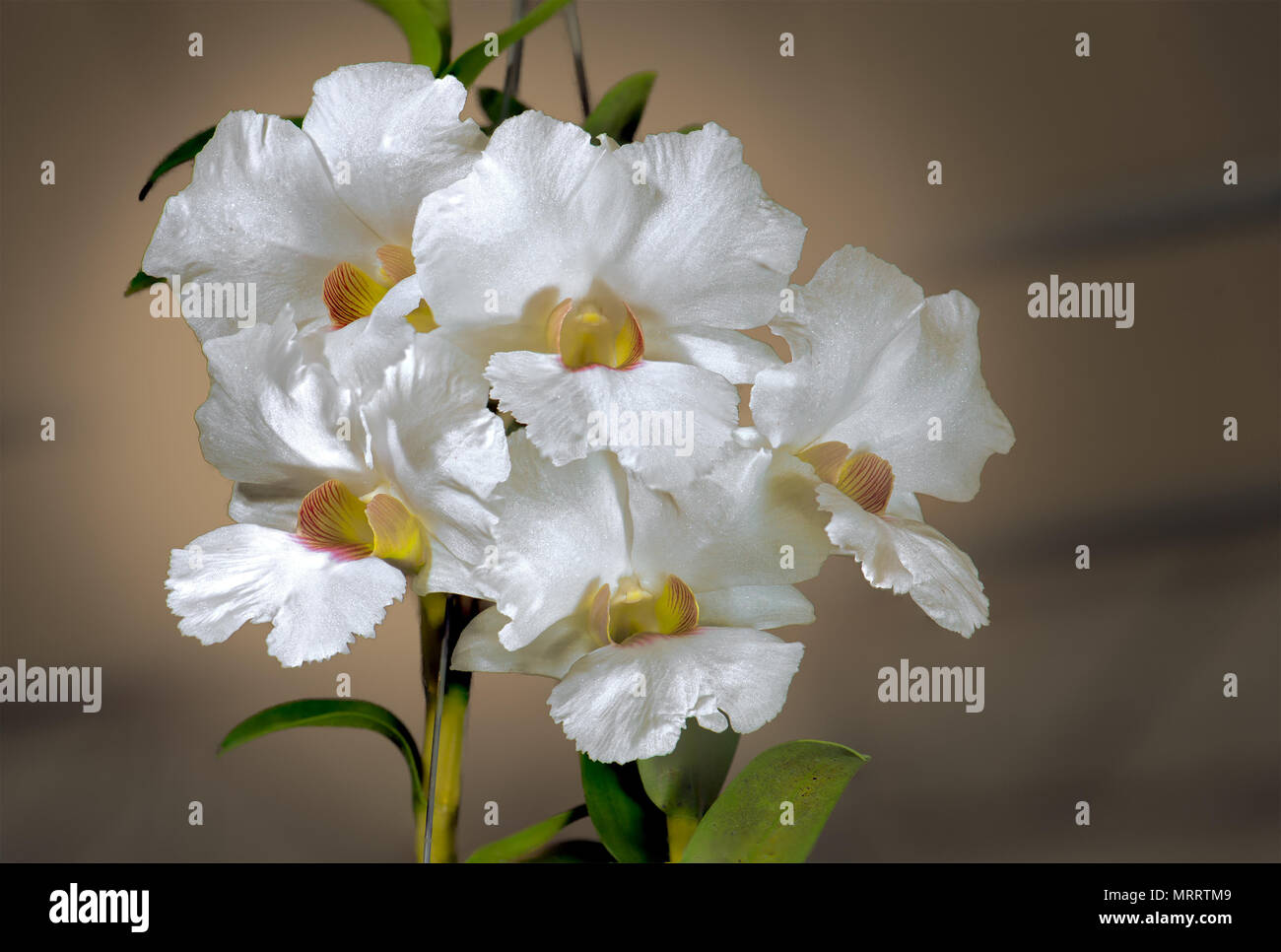Bianco ibrido Cattleya orchid su sfondo sfocato con percorso di clipping. Foto Stock