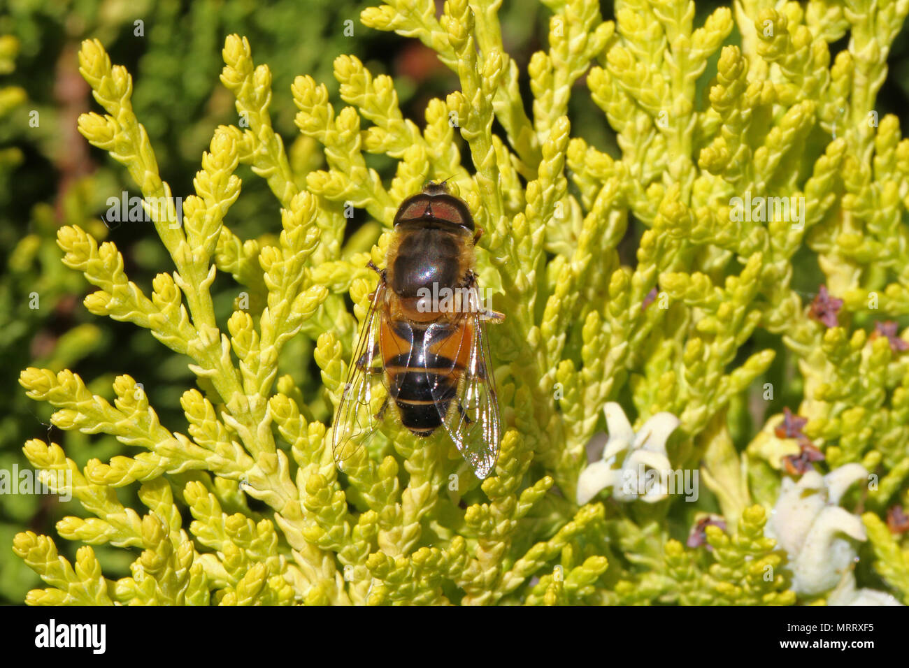 Drone volare un tipo di hover fly latino eristalis tenax non episyrphus balteatus alimentazione su un thuja bush o cedro in primavera in Italia bee-come volare Foto Stock