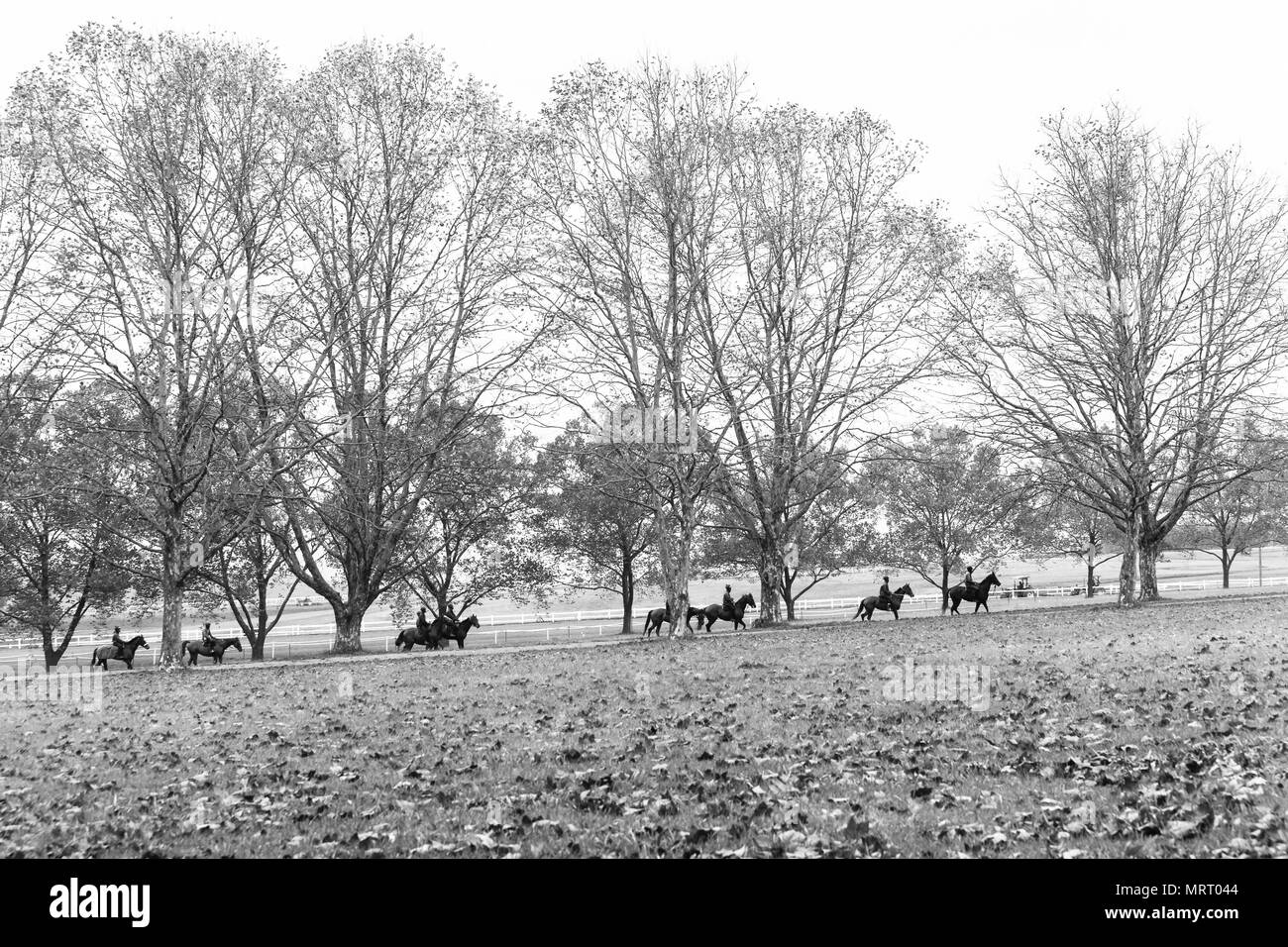 In autunno i cavalli da corsa piloti di andare al maneggio in formazione panoramico paesaggio con alberi di foglie secche sparse su campi. Foto Stock