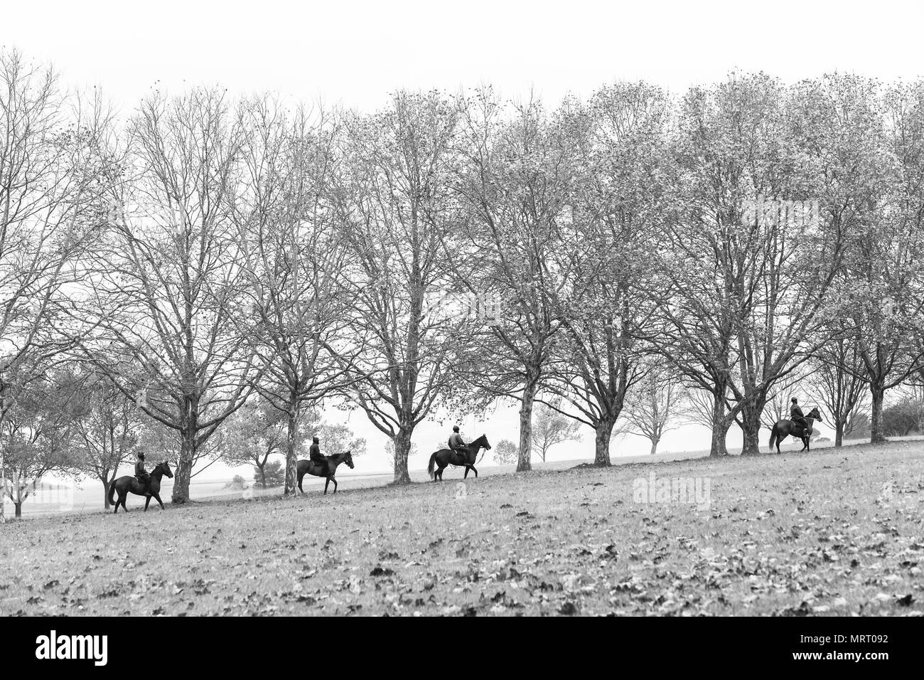 In autunno i cavalli da corsa piloti di andare al maneggio in formazione panoramico paesaggio con alberi di foglie secche sparse su campi. Foto Stock