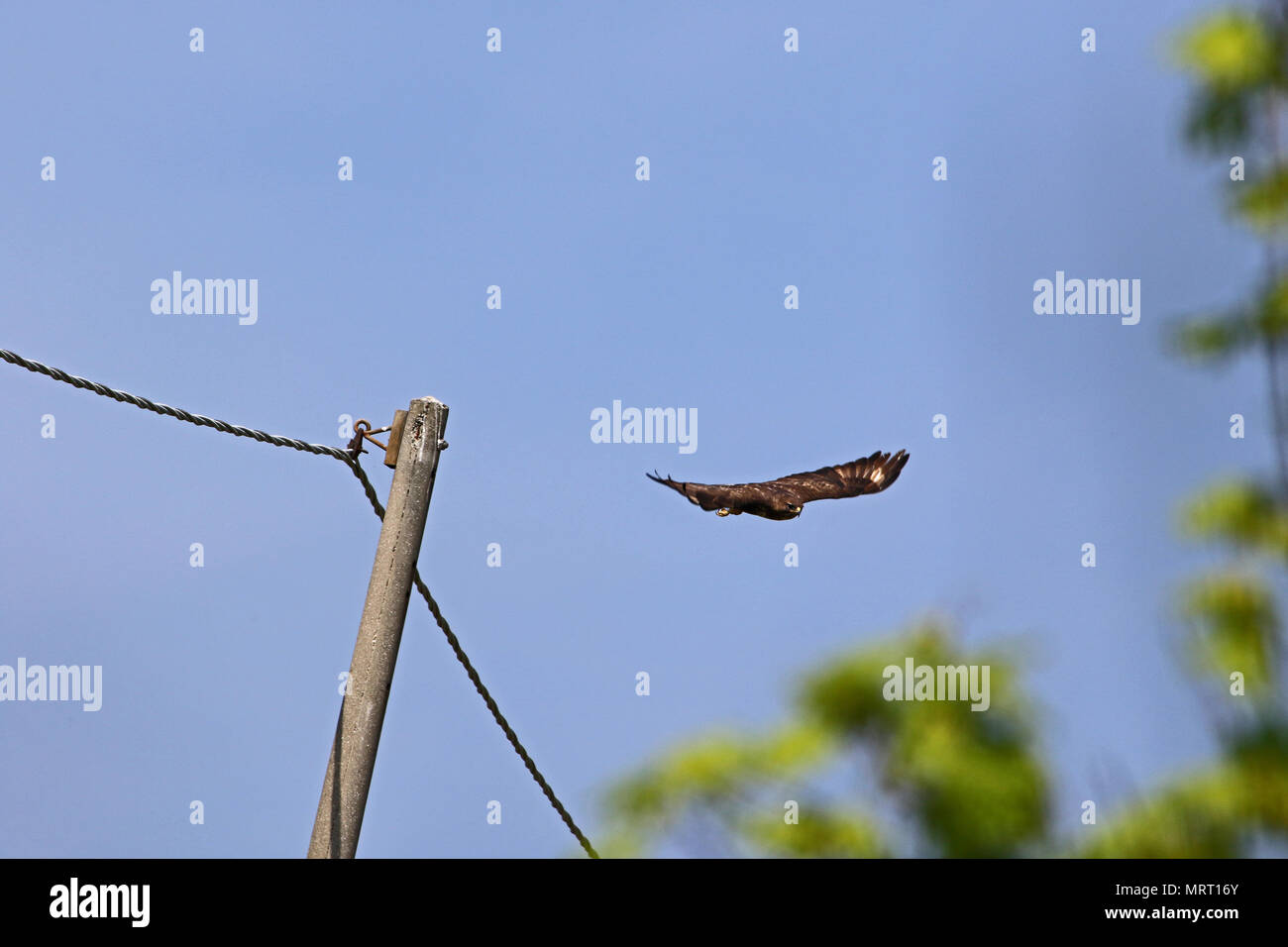 Comune poiana o Buteo buteo o poiana raptor vicino a decollare per volare da un palo del telegrafo in primavera in Italia Foto Stock