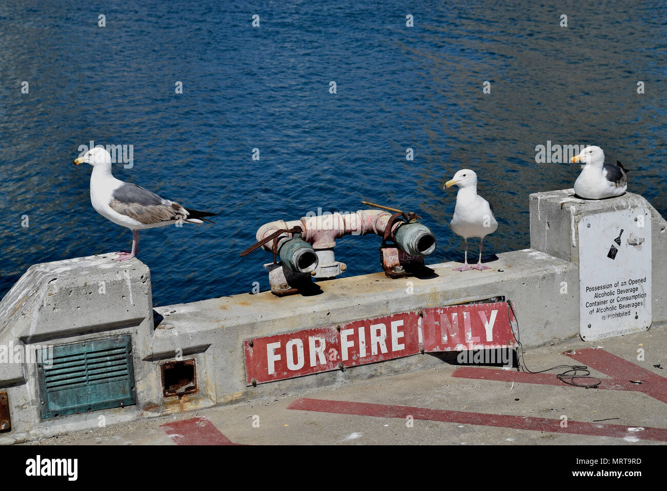 I gabbiani su una San Diego pier, California Foto Stock