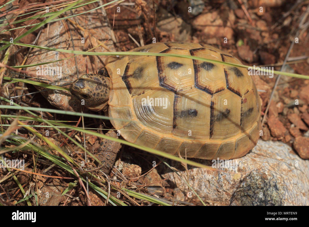 Tartaruga marrone in ambiente naturale, Turchia Foto Stock