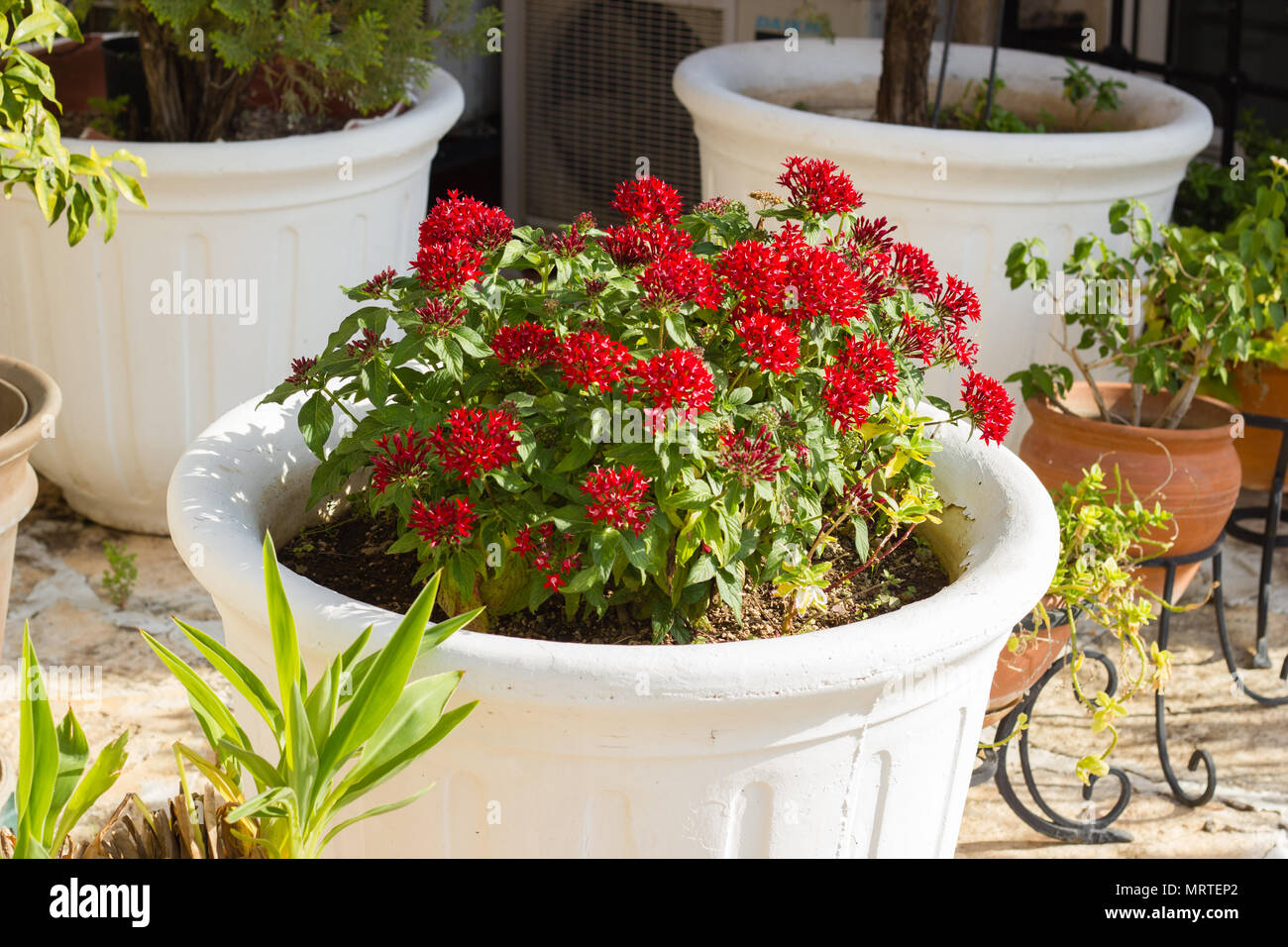 Blooming Pentas fiori in pianta bianco pot Foto Stock