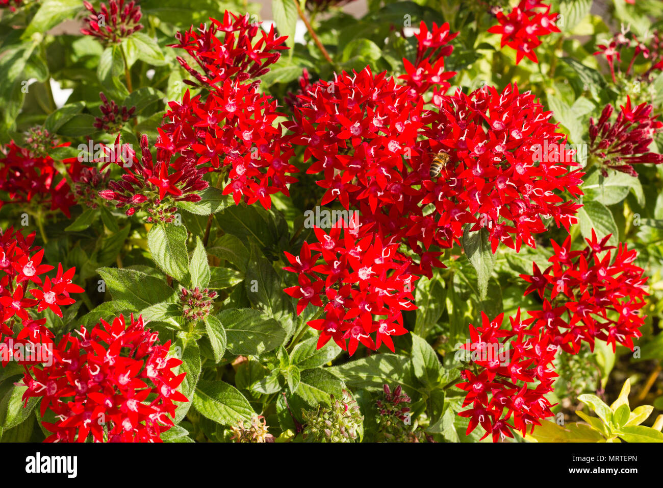 Blooming Pentas fiori Foto Stock