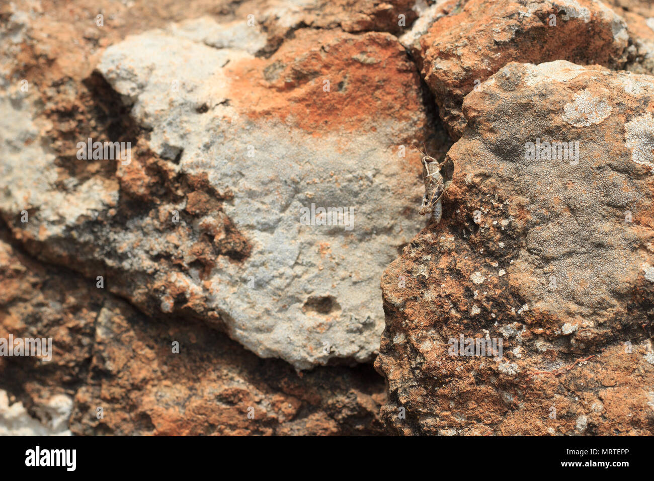 Brown grasshopper seduta su roccia, la miscelazione con i dintorni Foto Stock