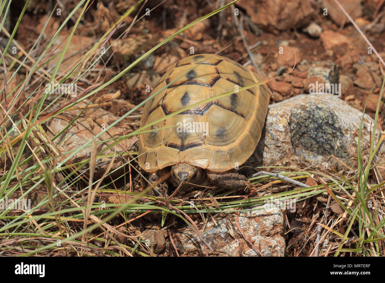 Tartaruga marrone in ambiente naturale, Turchia Foto Stock