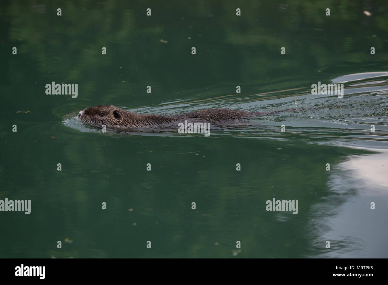 Un coypu, noto anche come la nutria, è un grande, sia erbivori, semiaquatic roditore. Nella foto in un urbano canal vicino alla costa della Slovenia. Foto Stock