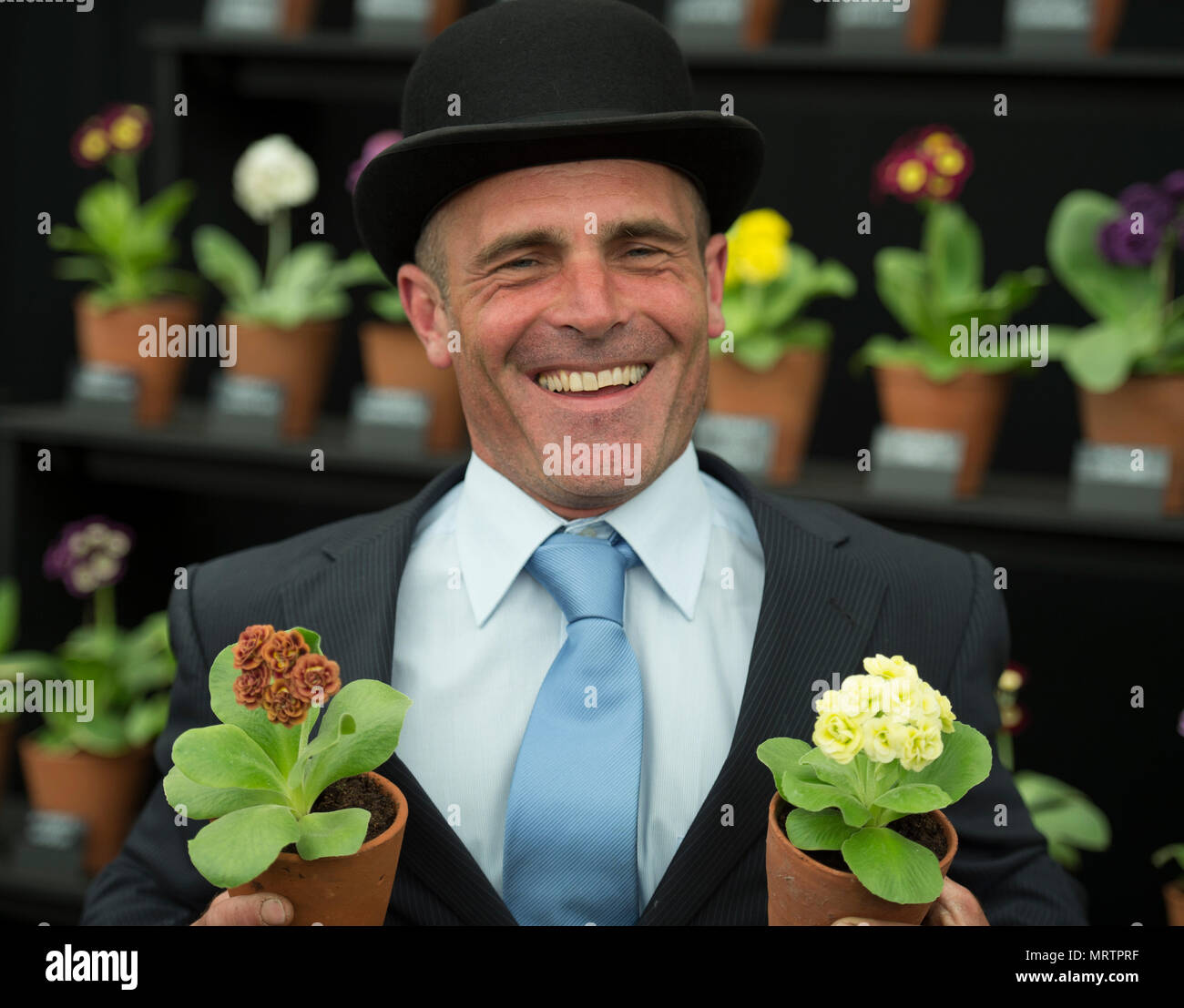 RHS Chelsea, Londra, Regno Unito. 21 Maggio, 2018. Simon Lockyer presenta la sua collezione Primula nel grande padiglione presso Chelsea Foto Stock