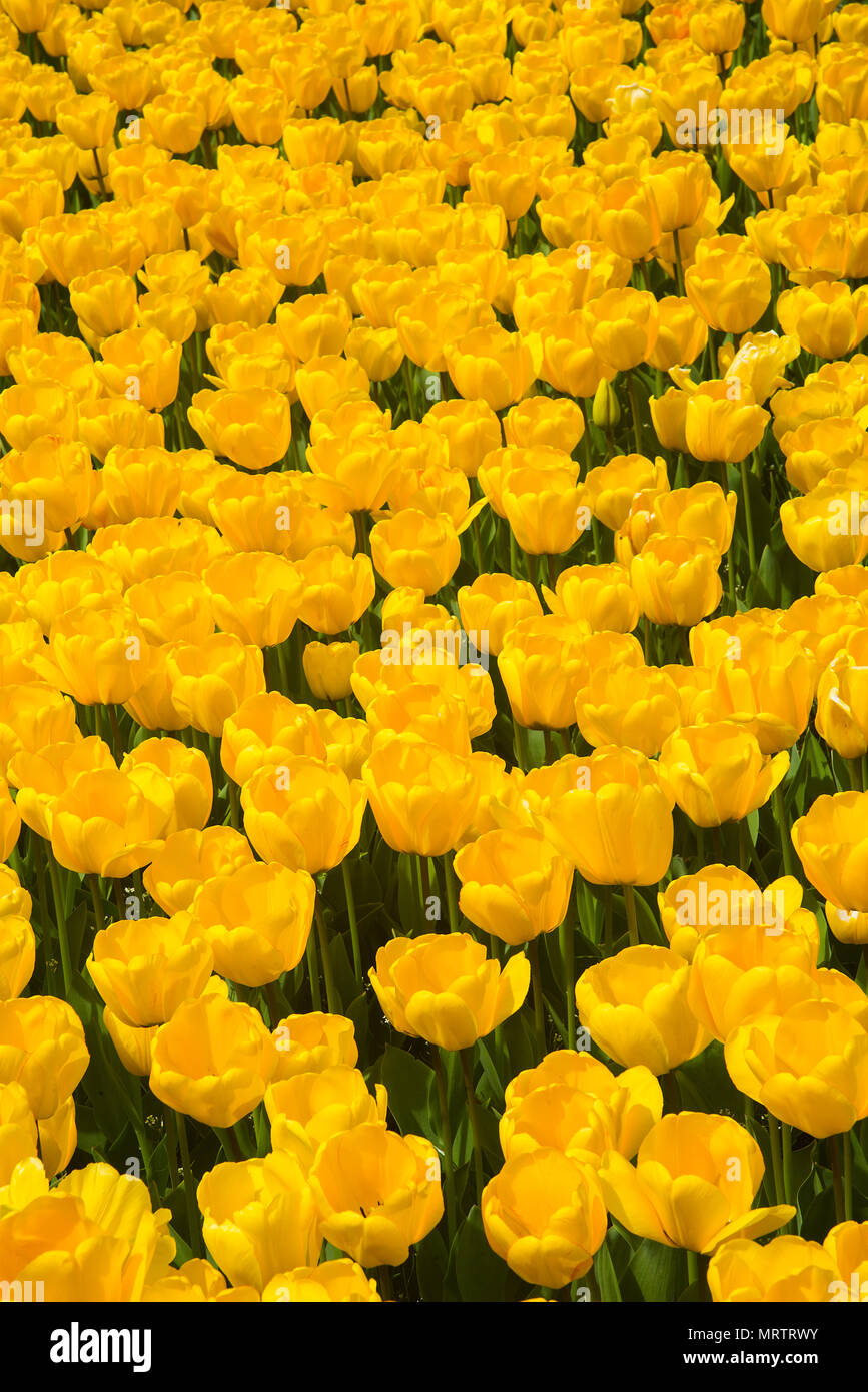 Tulipano giallo fiori. Giardino botanico, Madrid, Spagna. Foto Stock