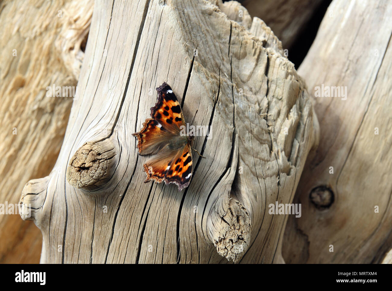 Una farfalla colorata su un pezzo essiccato di legno.Il simbolo di bellezza nella natura Foto Stock