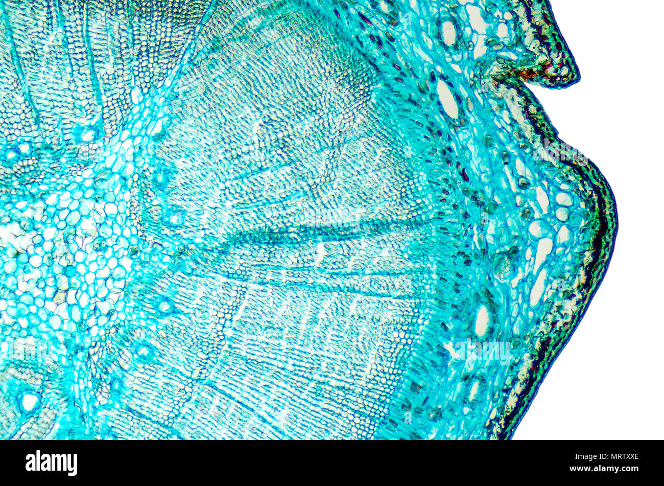 Pine legno matura e sezione trasversale. Microscopio a luce scorrevole con microsection di una conifera sempreverde in genere Pinus. Impianto di anatomia. Biologia. Foto. Foto Stock