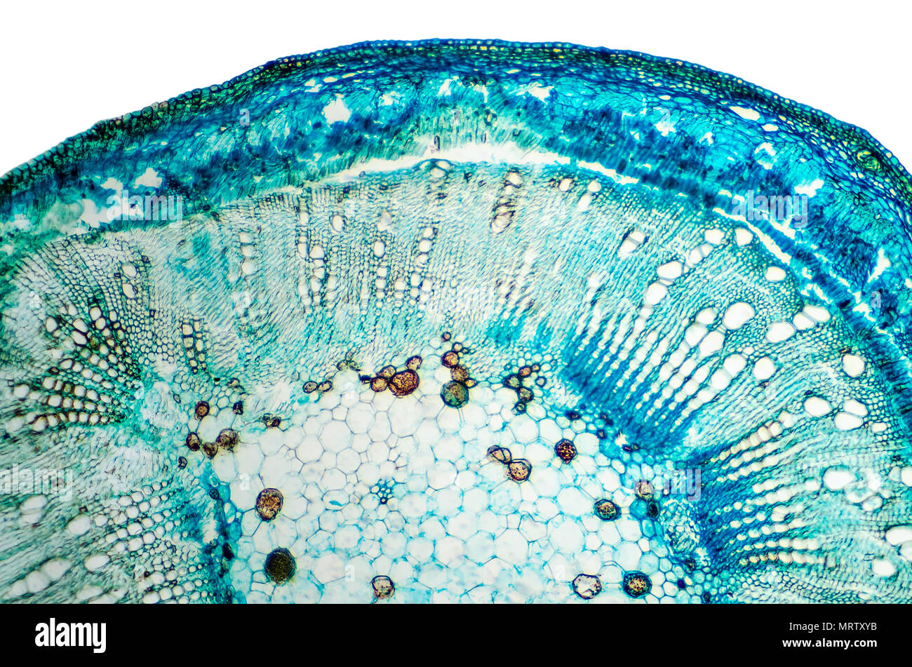Stelo di cotone di sezione trasversale. Microscopio a luce scorrevole con microsection di piante del genere Gossypium nella famiglia di malva Malvaceae. Impianto di anatomia. Foto Stock