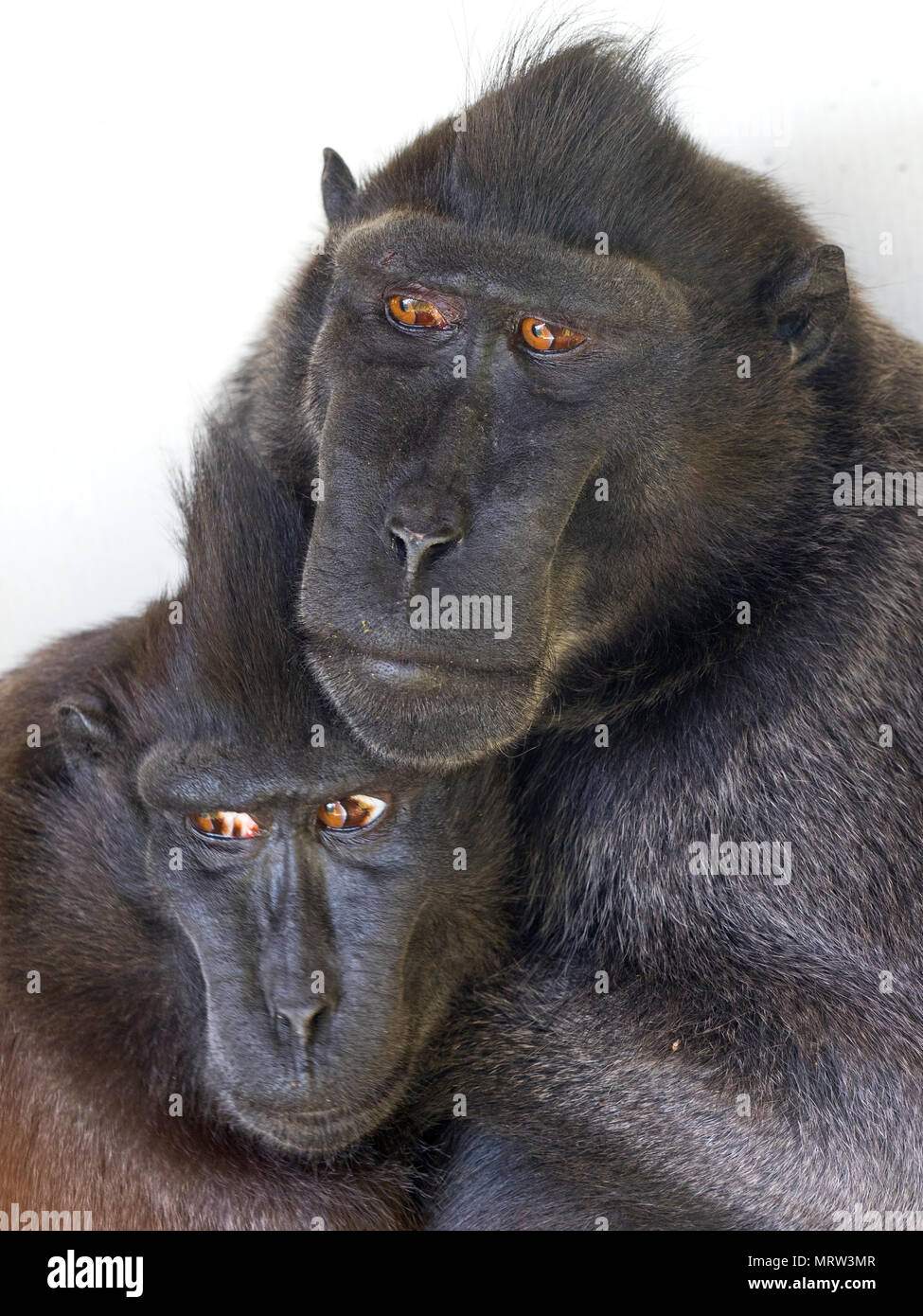 Crested macaque Macaca nigra noto anche come crested macaco nero, Sulawesi crested macaco o il black ape Foto Stock