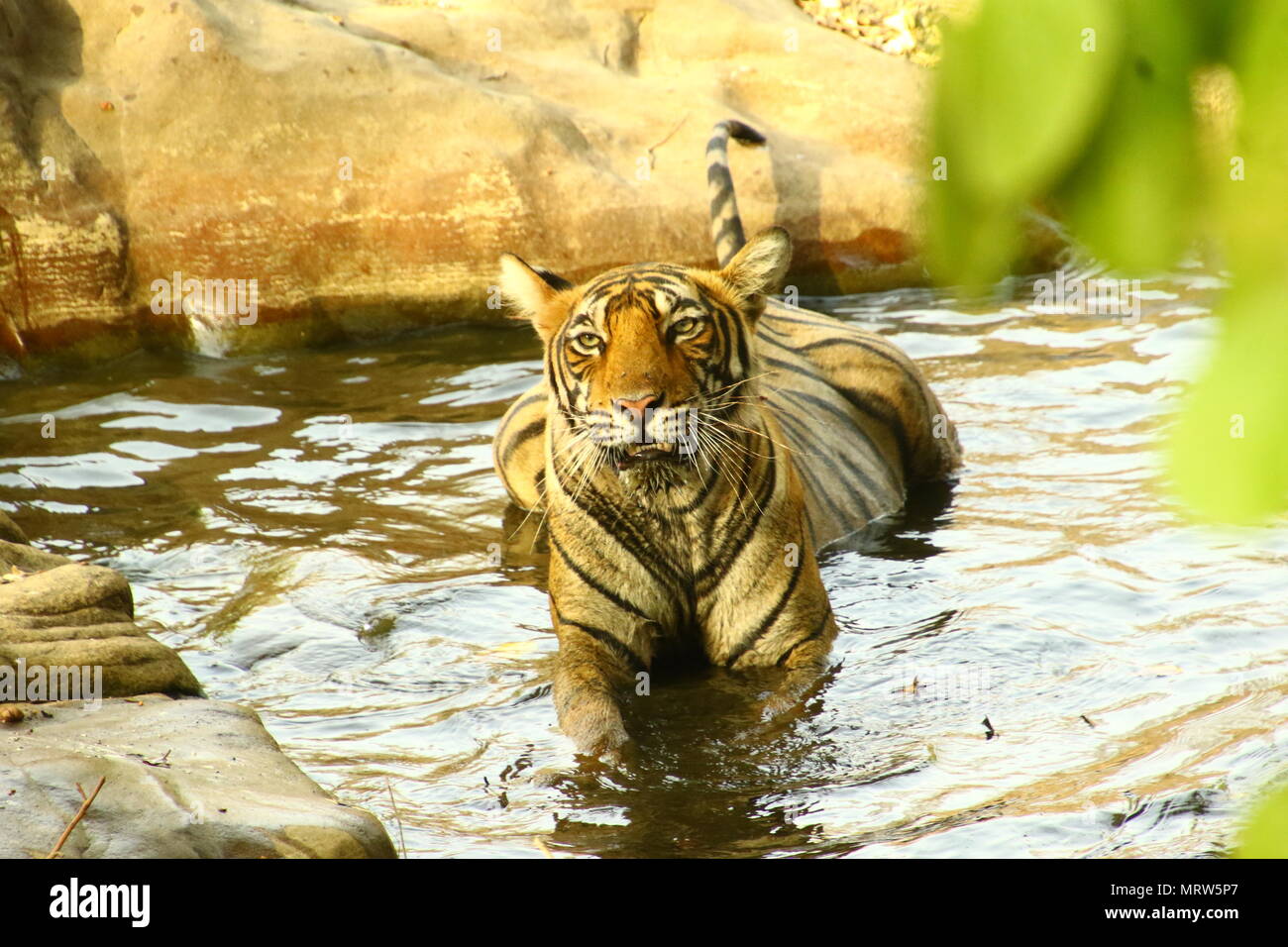 Tiger in acqua il parco nazionale di Ranthambore India Rajasthan Foto Stock