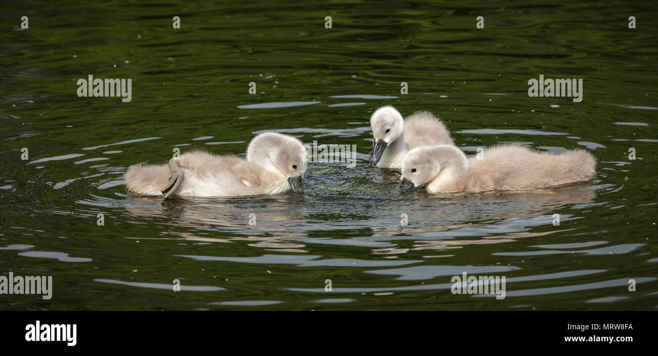 Tre cygnets nuoto Foto Stock