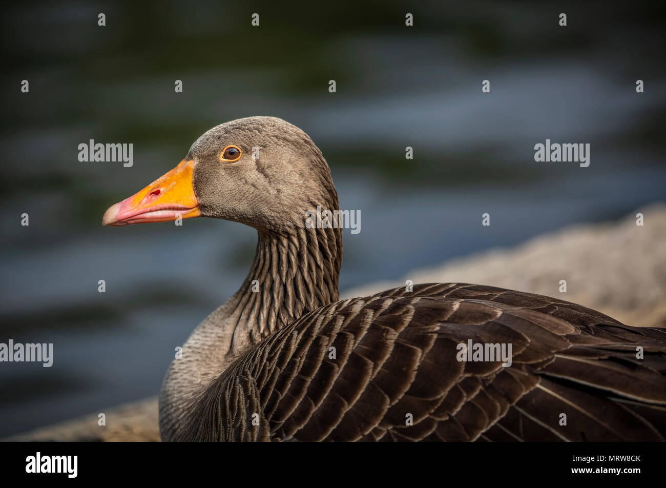 Close Up di grigio Lag Goose Foto Stock