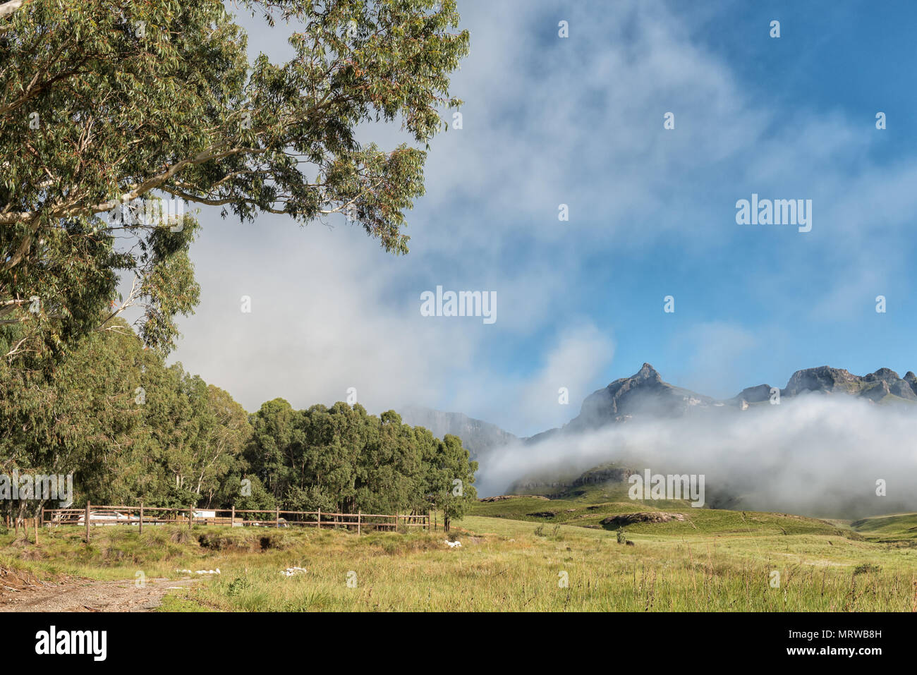 Giardino Castello nel Drakensberg. Gli eremiti legno Campeggio è visibile tra gli alberi. Rhino Peak (3056m) è visibile nella parte posteriore dietro la nebbia Foto Stock