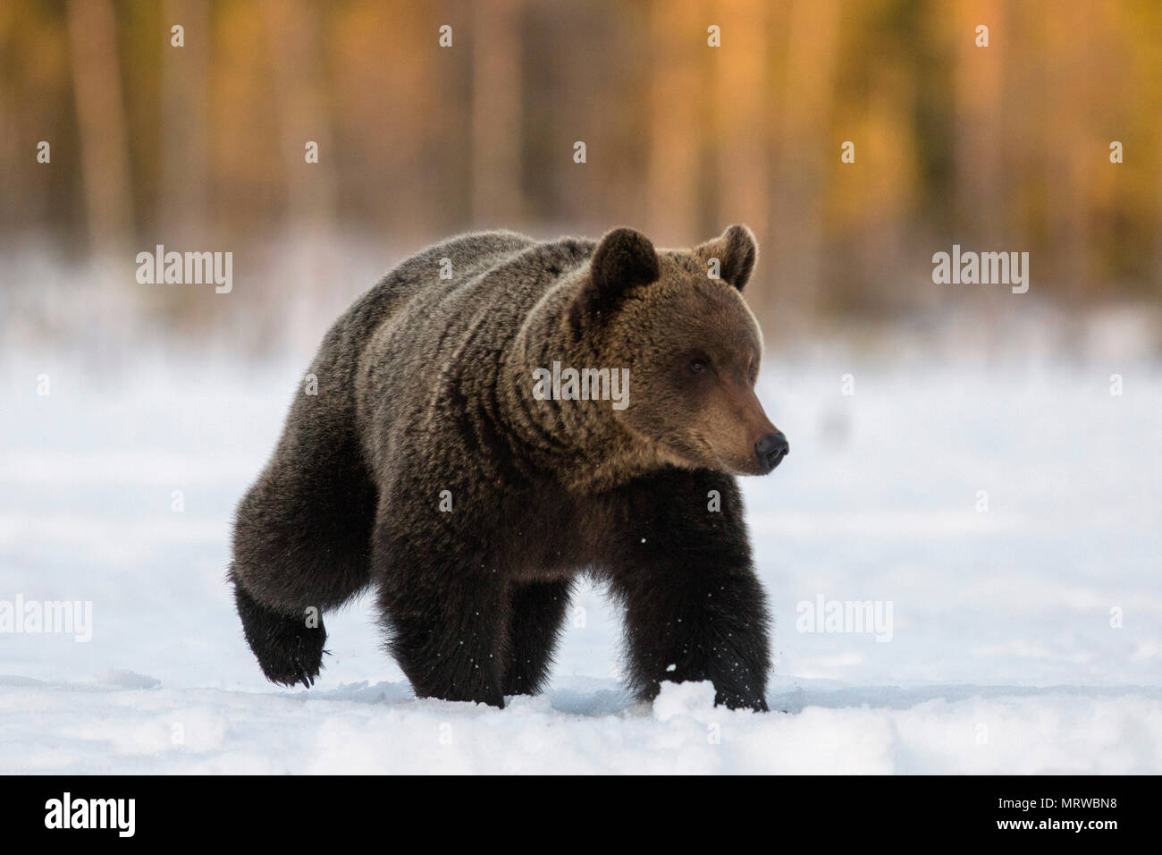L'orso bruno (Ursus arctos), maschio, passeggiate nella neve, regione Ruhtinansalmi, Finlandia Foto Stock