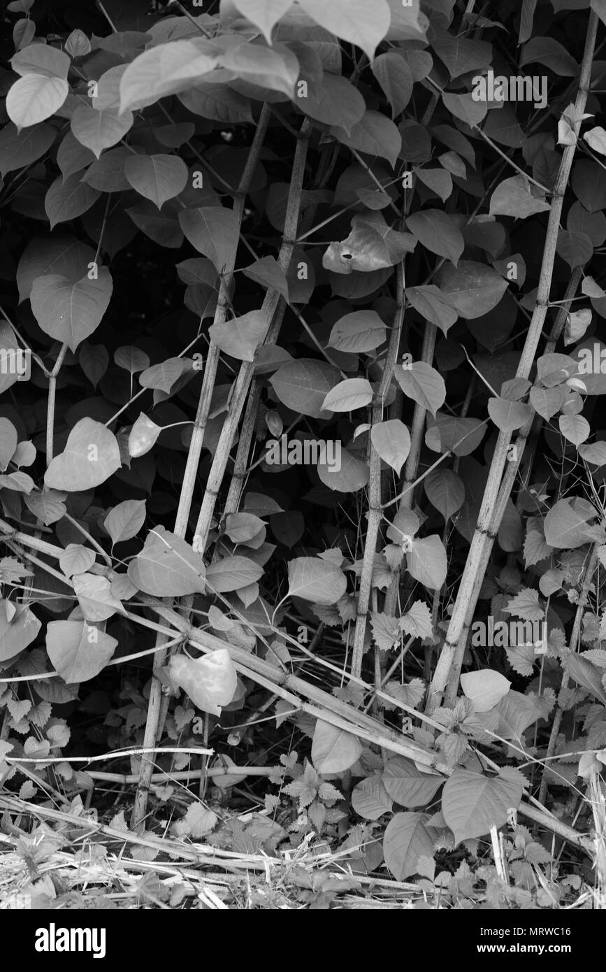 Fallopia japonica Foto Stock