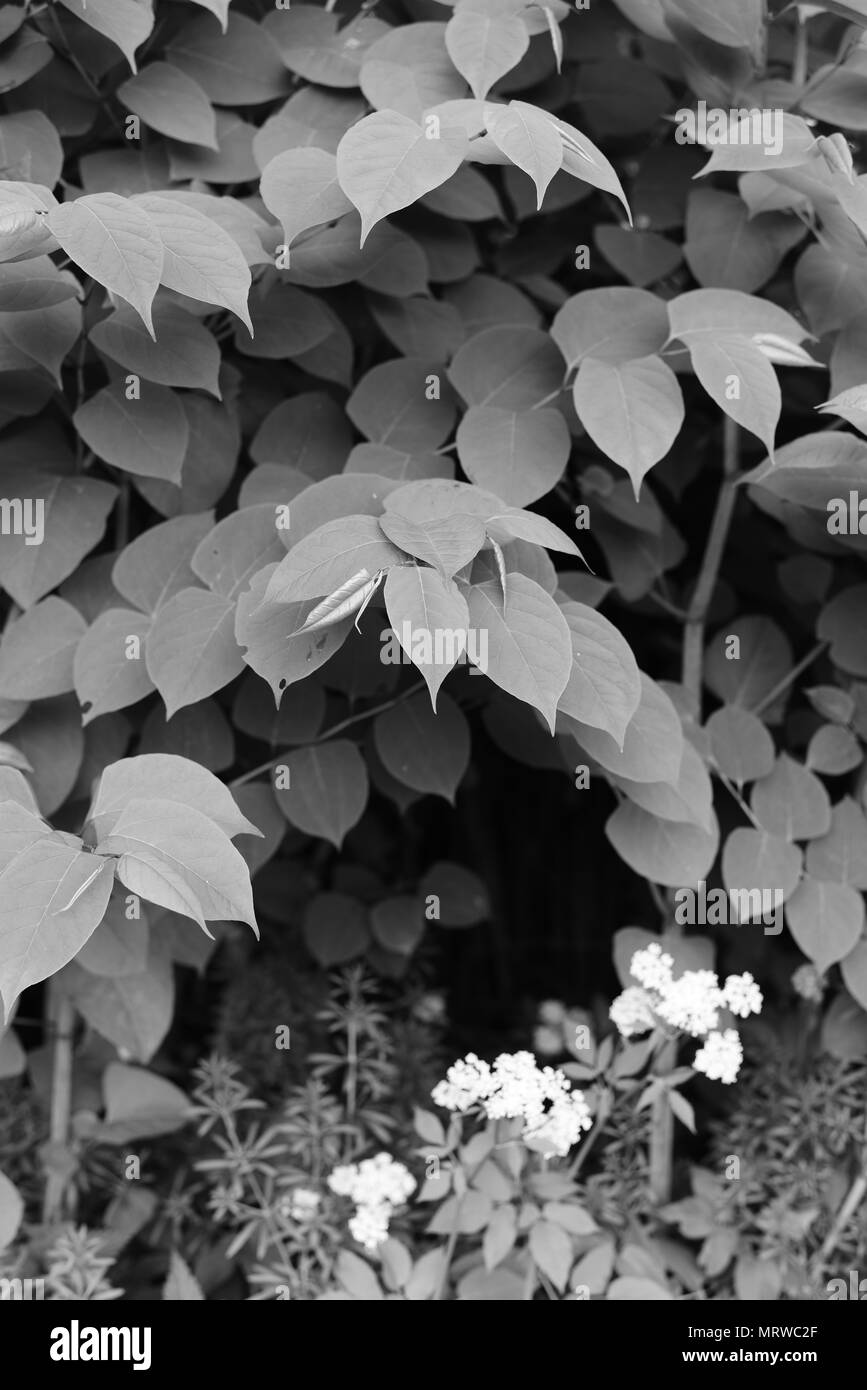 Fallopia japonica Foto Stock