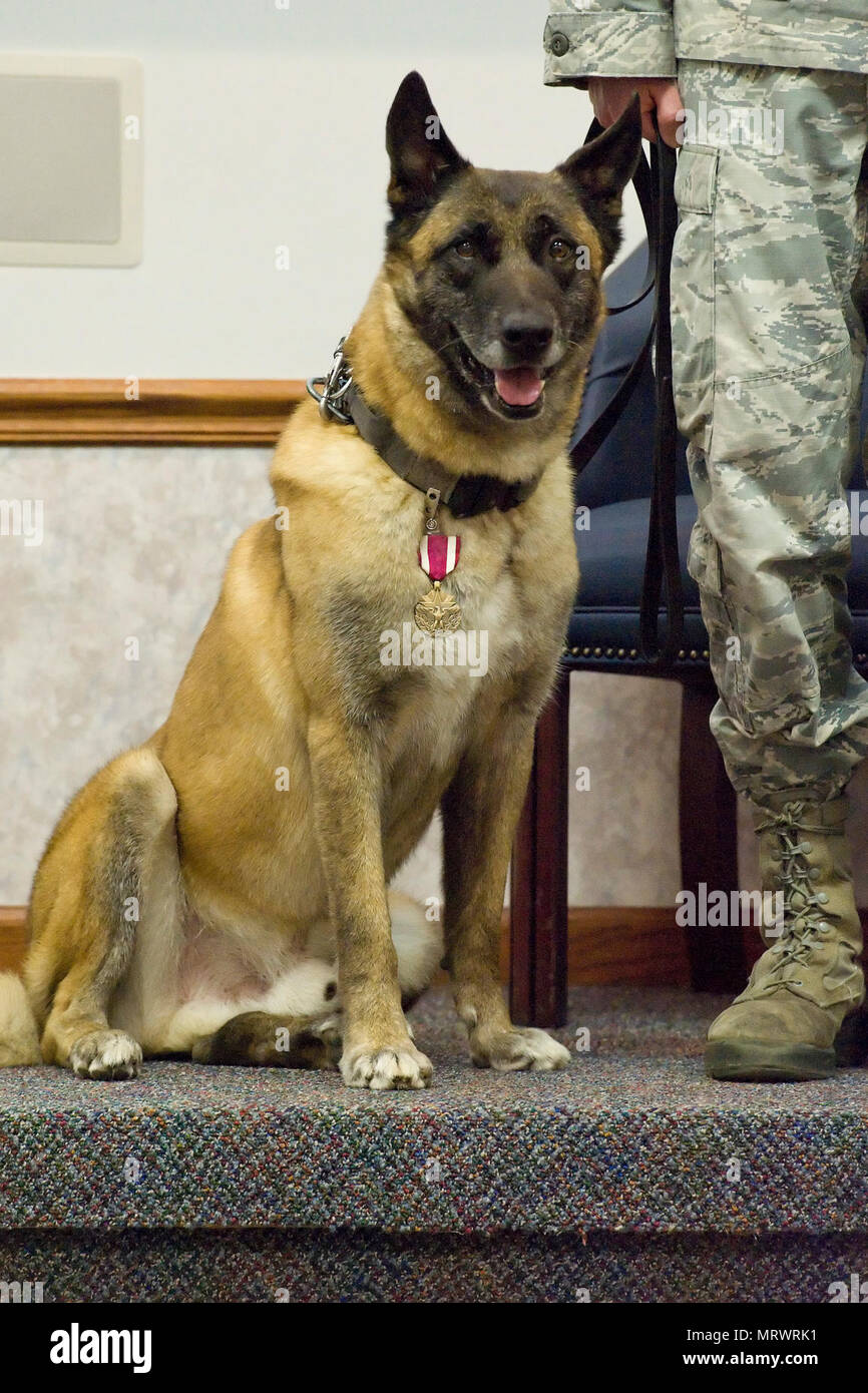 Militari di cane da lavoro Cuervo, N622, assegnato alla 436th Airlift Wing, 436th delle forze di sicurezza Squadron, è stata presentata la U.S. Air Force meritorio medaglia di servizio durante la sua cerimonia di pensionamento il 14 aprile 2017, sul Dover Air Force Base, Del. come un membro del Dipartimento di Difesa del programma di MWD, Cuervo iscritti Air Force Il 7 settembre 21, 2009 e ha speso più di sette anni di servizio attivo. Foto Stock