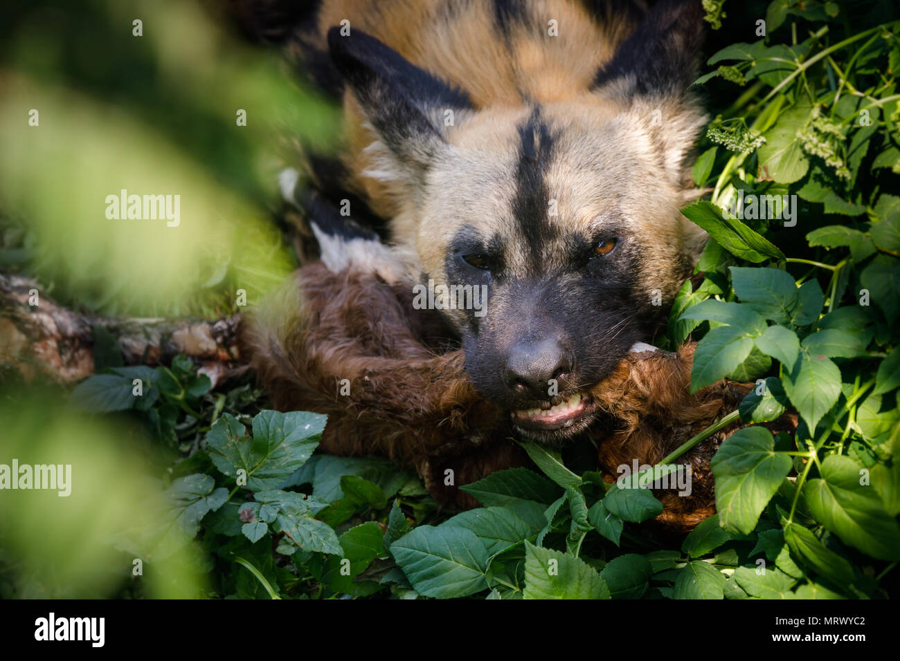 African Hunting Dog alimentazione su un animale gamba, ZSL London Zoo, UK. Foto Stock