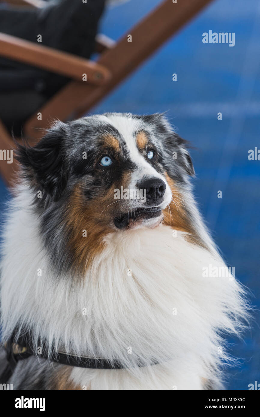 Ritratto di blue merle Border Collie con gli occhi blu Islanda Foto Stock