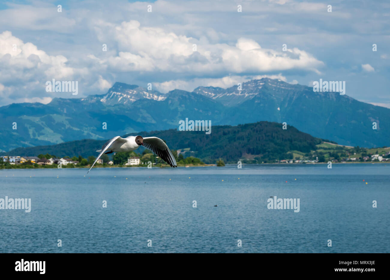 Testa nera i gabbiani di allevamento in gran numero in primavera sulle rive dell'Alto Lago di Zurigo (Obersee) lungo la Holzsteg vicino a Rapperswil, affondò G Foto Stock