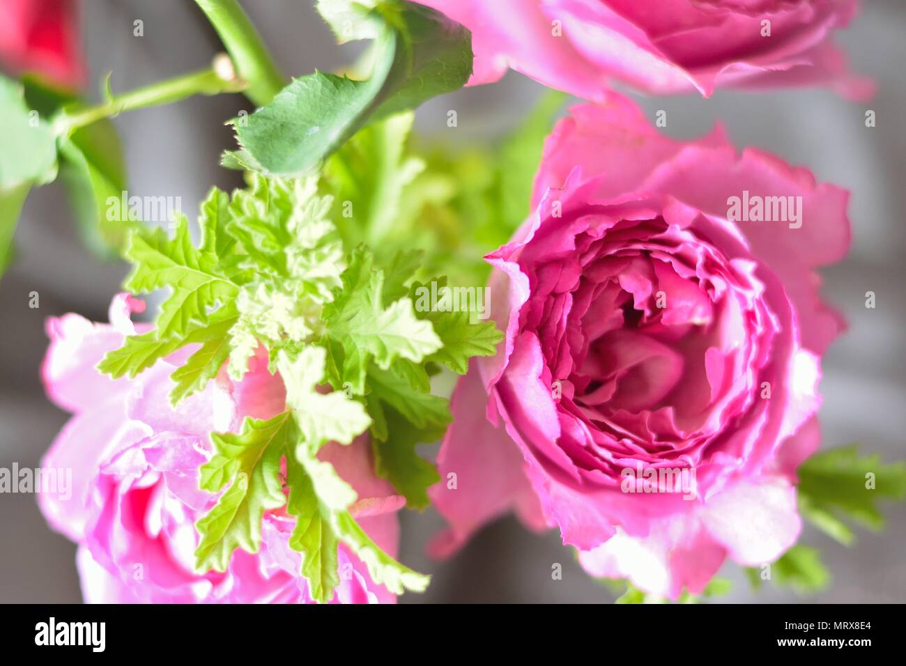 I dettagli di macro di Rose bouquet di fiori Foto Stock