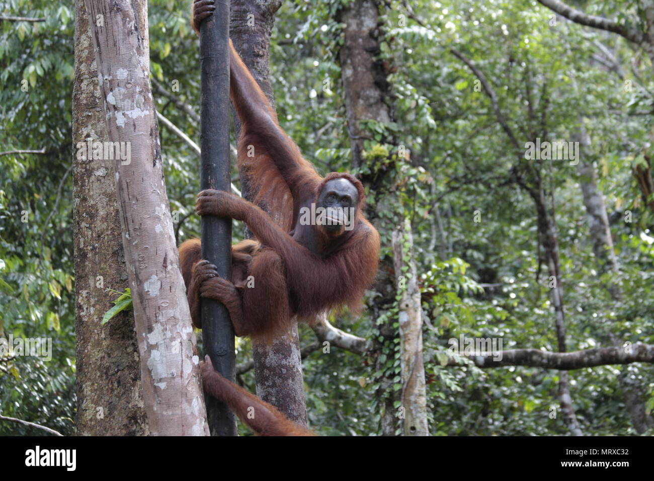 La madre e il bambino Orangutan Foto Stock