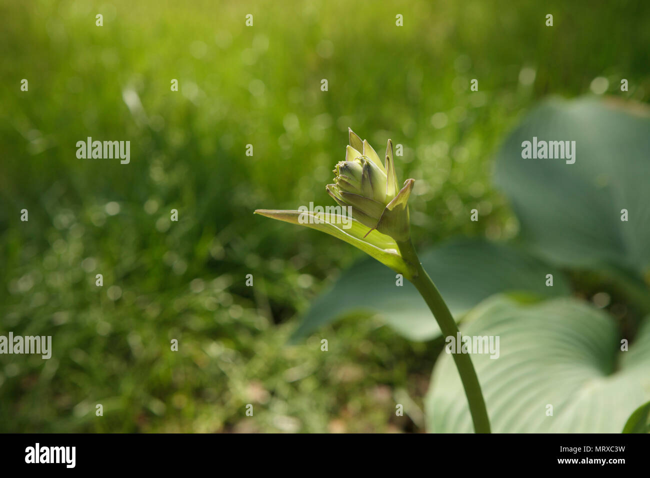 Close up verde fiore bud sul verde backround morbido Foto Stock