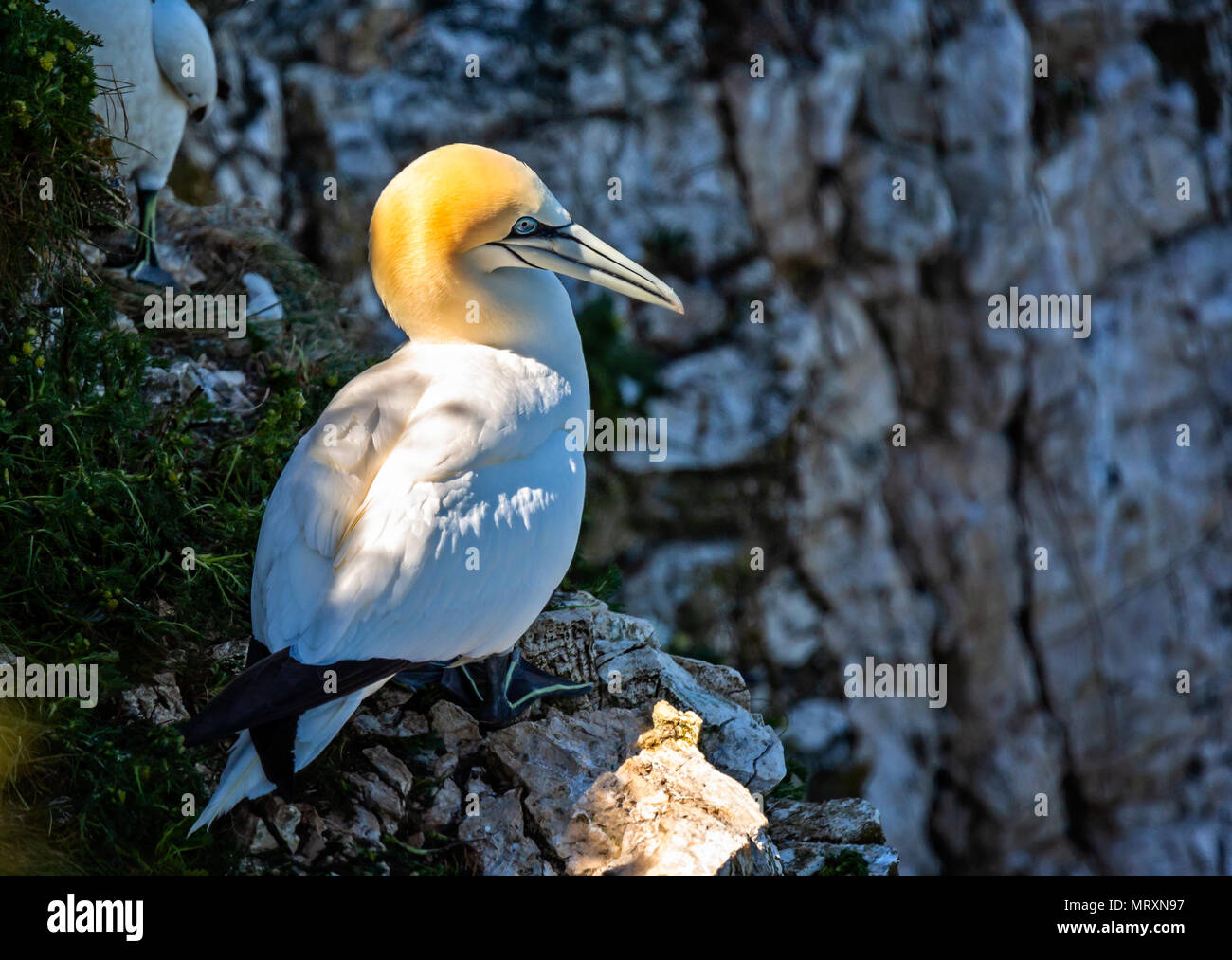 Close up Gannett arroccato sulla scogliera edge Foto Stock