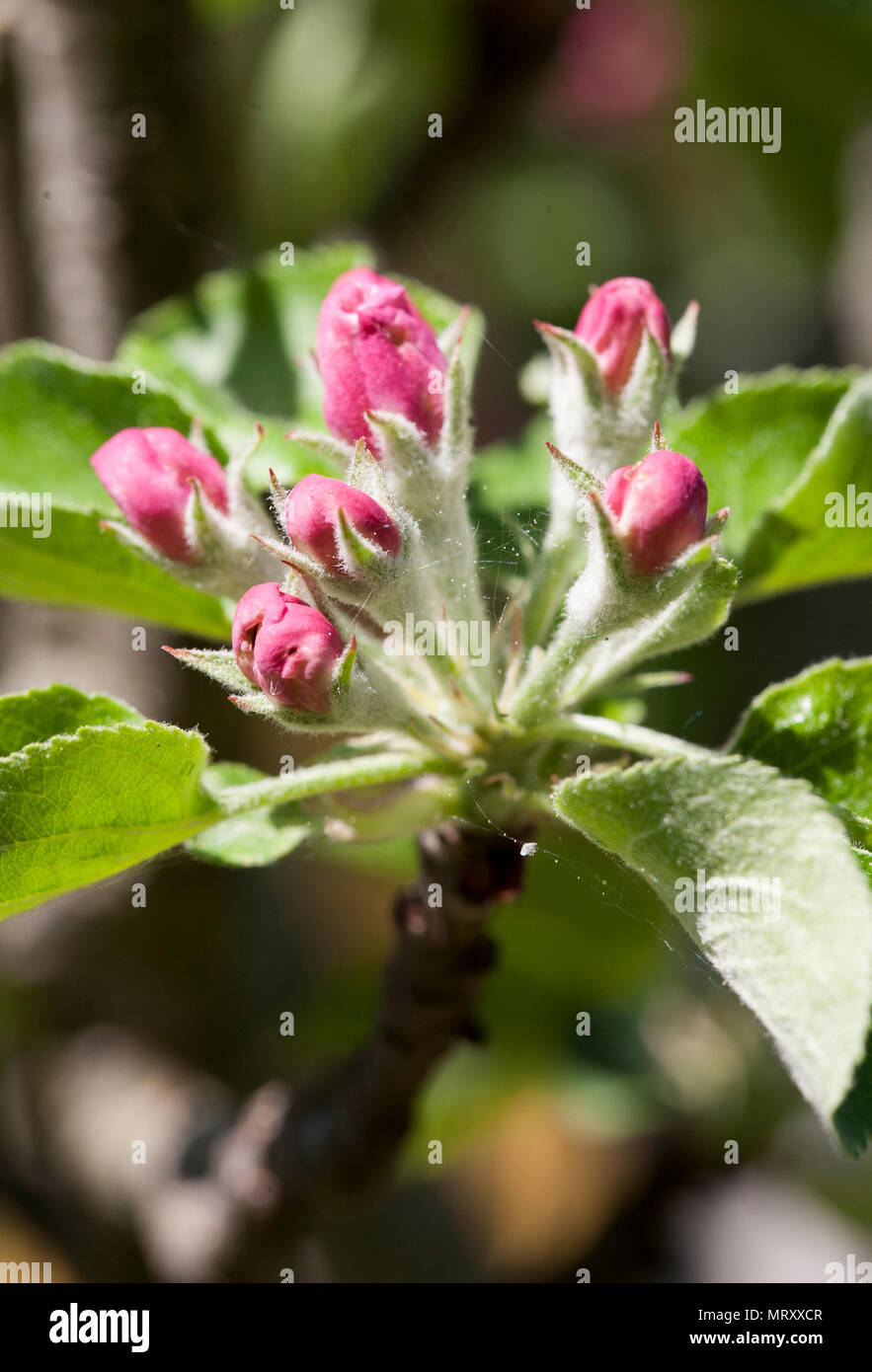 APPLE BLOSSOM primavera 2018 Foto Stock