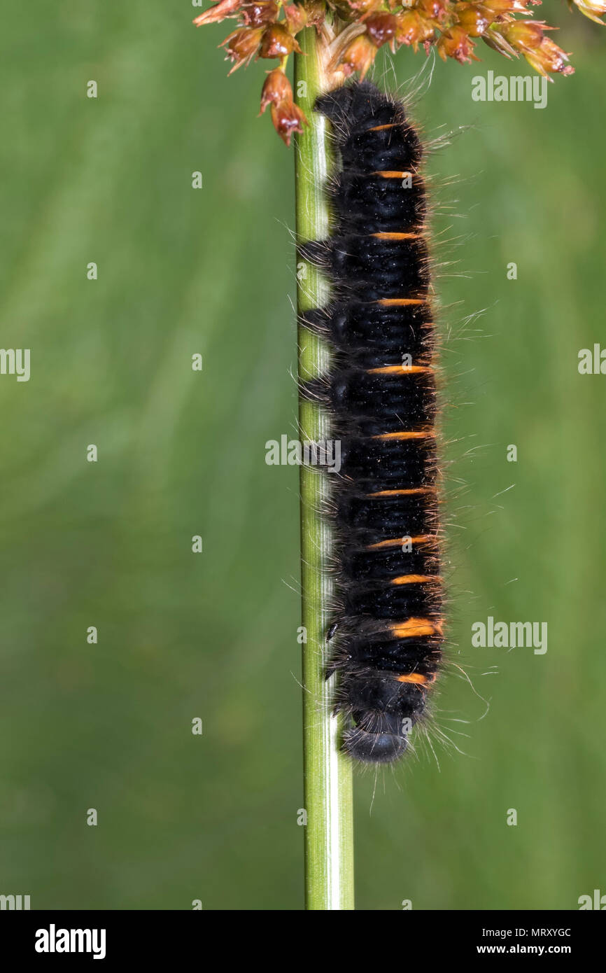 Fox Moth caterpillar (Macrothylacia rubi) poggiante su Juncus stelo. Tipperary, Irlanda Foto Stock