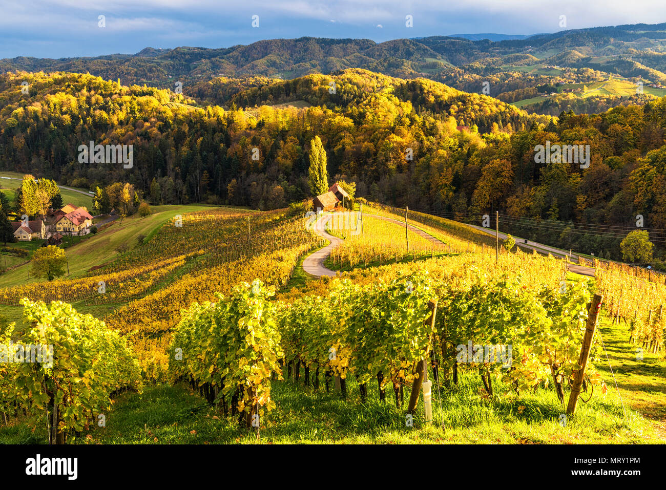 La strada heartshaped al tramonto. Spicnik, Kungota, regione della Drava, Slovenia. Foto Stock